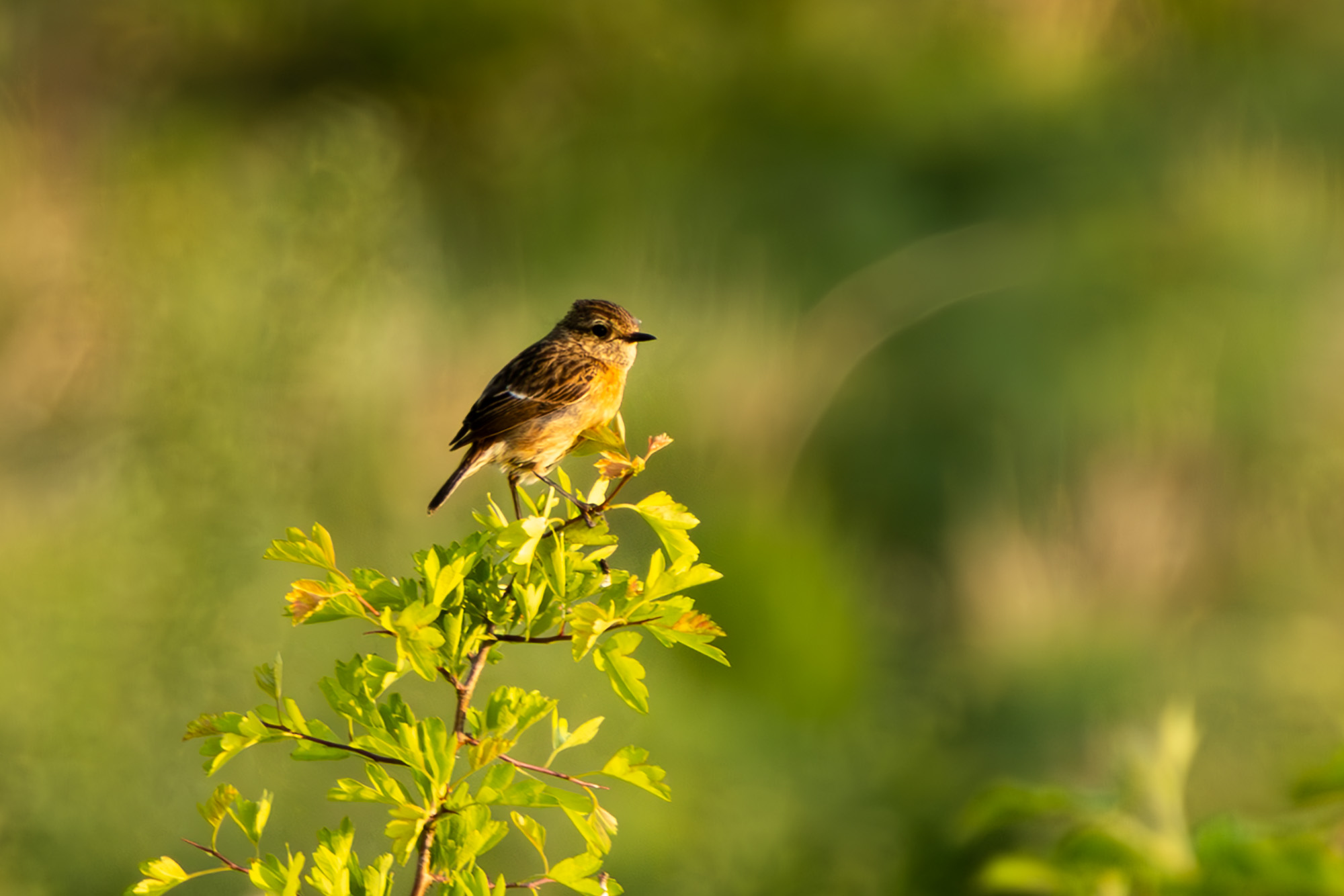 2C5A0837-Enhanced-NR