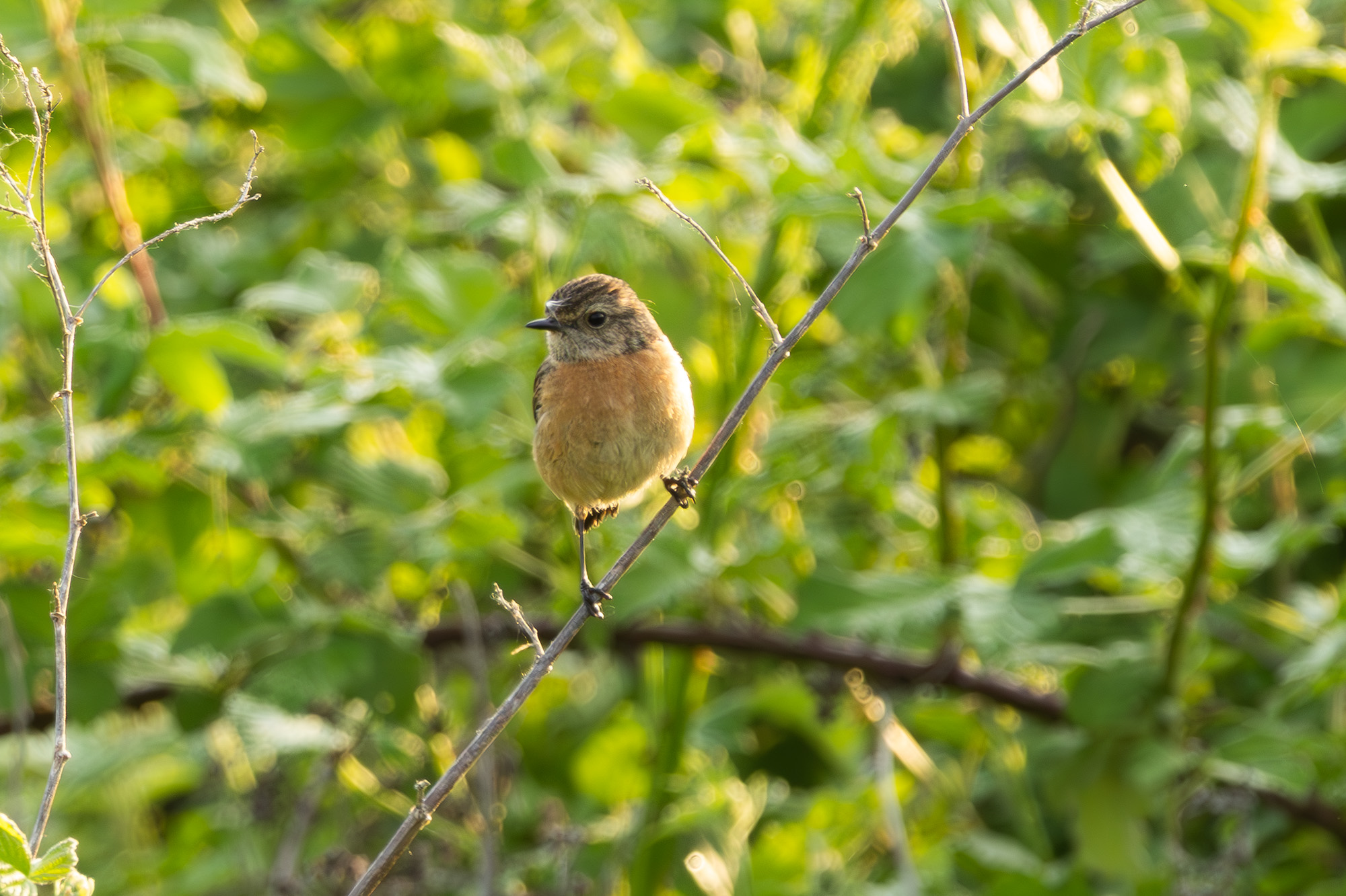 2C5A0841-Enhanced-NR