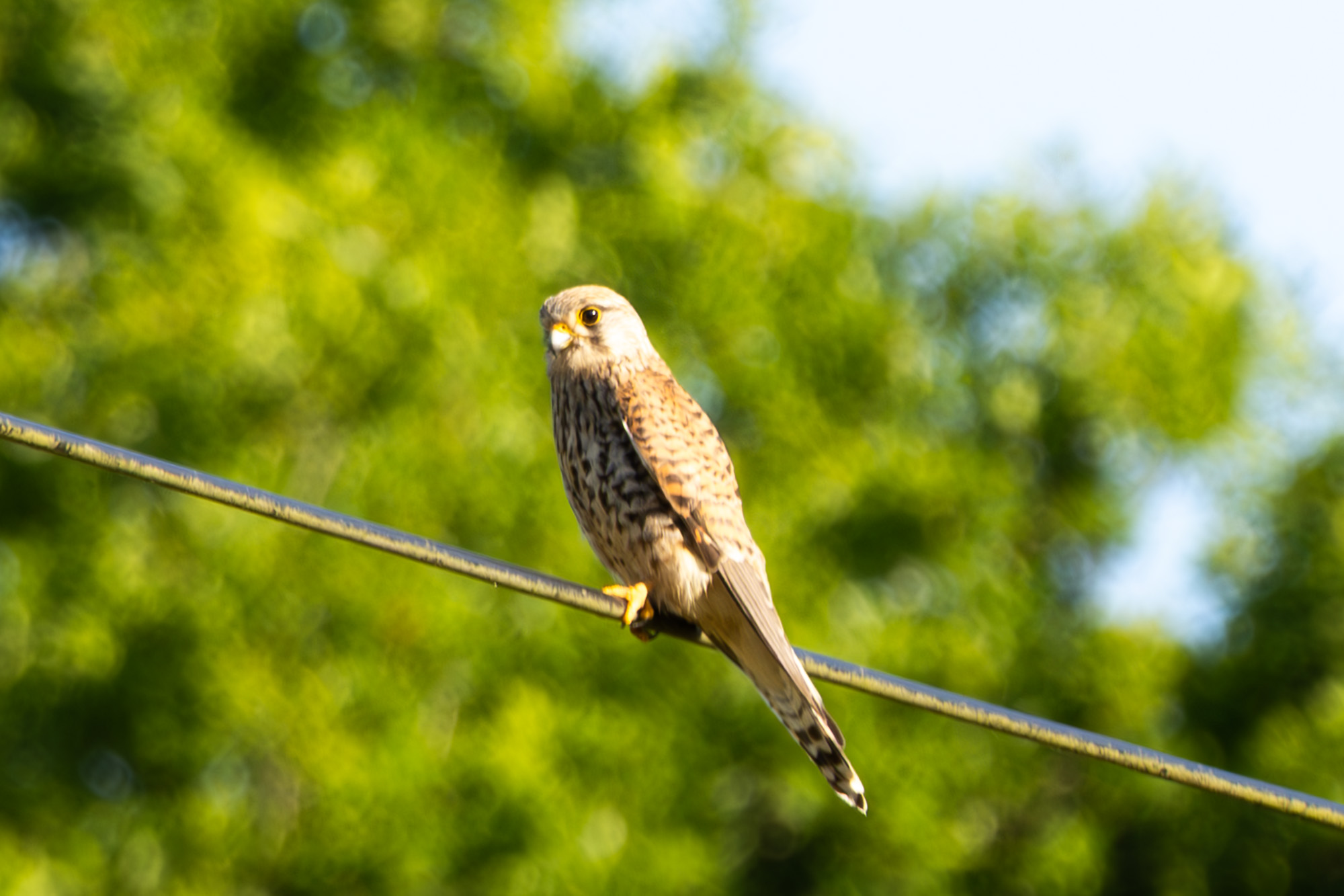 2C5A0951-Enhanced-NR-2