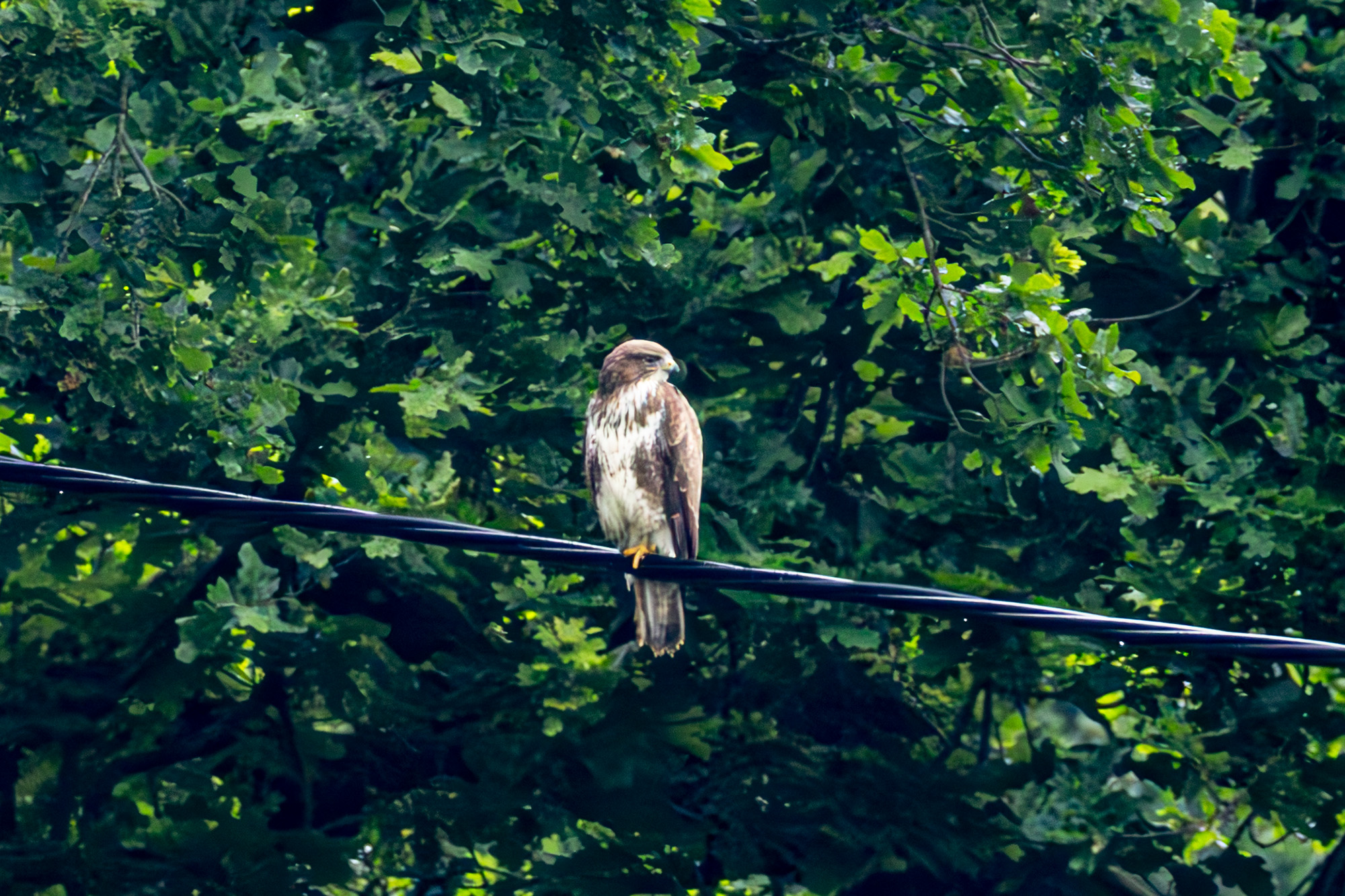 2C5A1790-Enhanced-NR